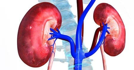 علاج لضمور الكلى
